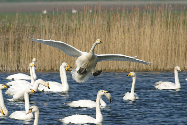 swans